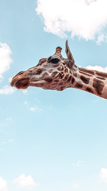 Giraffe under blue sky, Sony Xperia enchantment, Nature's glory, Tranquil serenity HD phone wallpaper