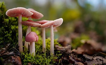 Mushrooms, nature, graphy, fungi HD wallpaper