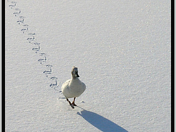 Search of Home, cool, duck HD wallpaper