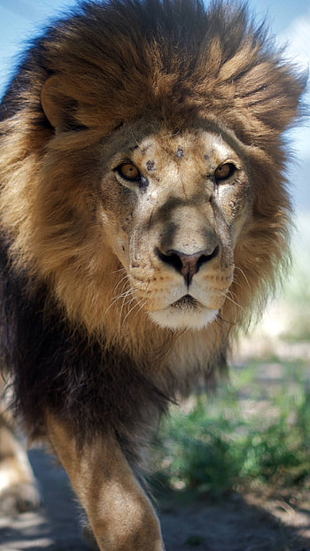 Danger Lion, Wild Animal HD phone wallpaper