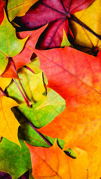 Colorful autumn, Nature , High resolution HD phone wallpaper