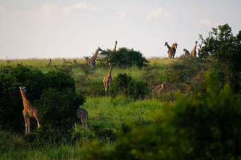 A group of giraffes grazing in the lush grassland of Uganda's savanna, showcasing natural wildlife beauty. HD wallpaper
