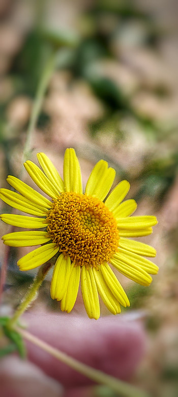 Daisy, close up, nature, yellow, flower HD phone wallpaper
