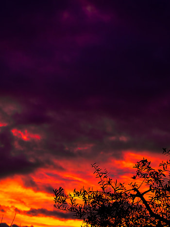 Sunset, Clouds, Dark, Wood, Tree HD phone wallpaper