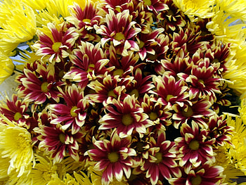 Plants, Flowers HD wallpaper