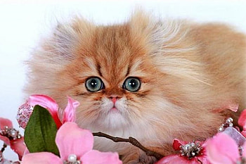 greeneyes fluffy, cats, greeneyes, fluffy, animals HD wallpaper