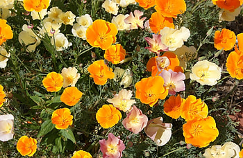 Flowers, Bright, Flower Bed, Flowerbed, Sunny, Eschsholzia, Escholcia HD wallpaper