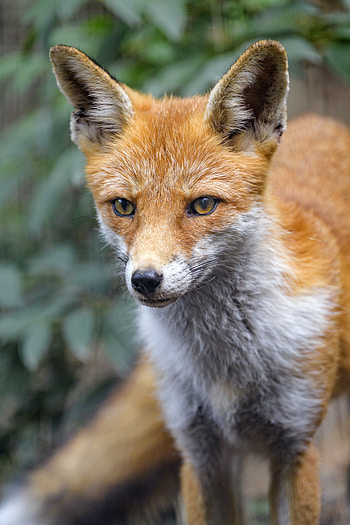 Animals, Fox, Muzzle, Predator, Sight, Opinion, Animal HD phone wallpaper
