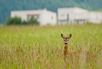 deer, grass, fauna, nature HD wallpaper