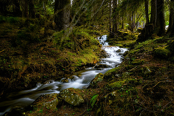 Stream, river, nature, tree HD wallpaper