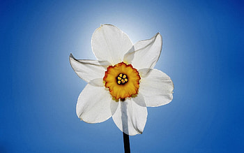 Flowers, Sky, Close-Up, Narcissus HD wallpaper