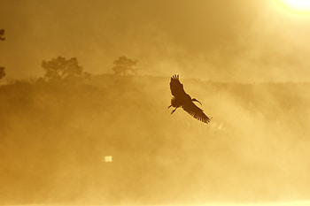 Animals, Sunset, Bird, Flight, Wings, Ibis HD wallpaper