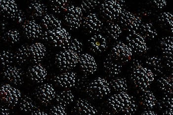 Blackberry, , Dark background, Food graphy HD wallpaper