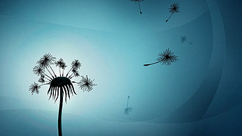 Galaxy S Samsung Dandelion Tattoo HD wallpaper