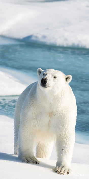 Meaningful polar bear , Inspiring design, Symbolic representation, Deep significance HD phone wallpaper