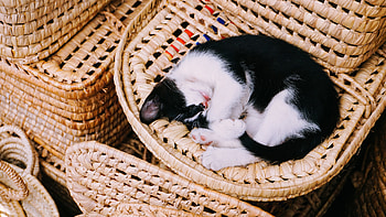 Sleeping Kitten, animal, Cat, pussy, purr HD wallpaper
