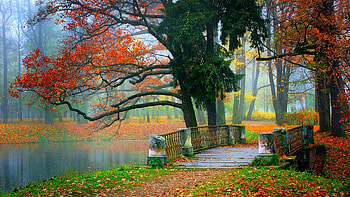 Colorful autumn in a park, bridge, colors, trees, leaves, river HD wallpaper