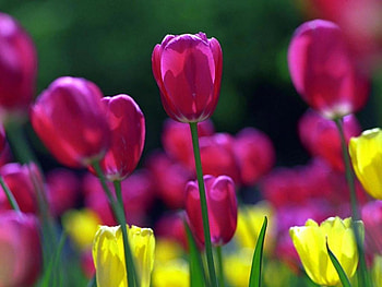 Spring Tulip, yellow, red, nature, flowers, tulips, spring HD wallpaper