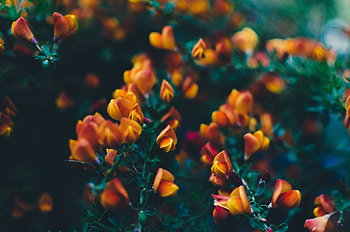 Flowers, Bush, Branches, Buds HD wallpaper