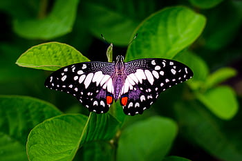 Macro of a butterfly with colorful wings resting on lush green leaves, showcasing nature's beauty. HD wallpaper