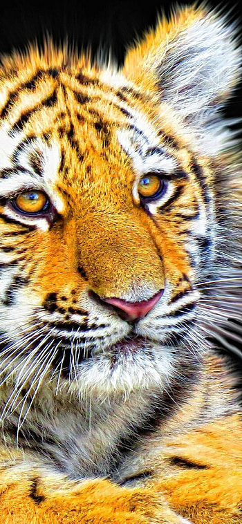 Whiskers, Tiger Cub HD phone wallpaper