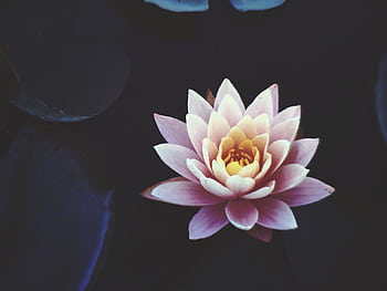 A serene close-up of a pink lotus flower in full bloom floating on dark water, symbolizing beauty and tranquility. HD wallpaper