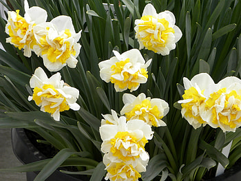 Flowers, Narcissussi, Greens, Pots, Plant Pot HD wallpaper