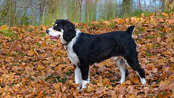 Animals, Grass, Autumn, Leaves, Dog HD wallpaper