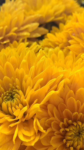Bloom chrysanthemum, Close-up floral graphy, Q Samsung Galaxy , Vibrant nature display HD phone wallpaper