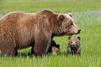 Animals, Grass, Young, Bear, Stroll, Joey HD wallpaper