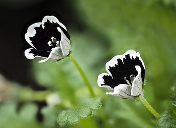 Black-and-white-Nemophila, Nemophila, Black, white, and, Flower HD wallpaper