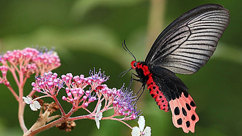 Red Black Lines Dots Butterfly On Purple Flowers In Blur Green Background Butterfly HD wallpaper