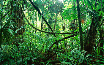 Rainforest magnificence, sanctuary, Room's allure, Hoh rainforest charm HD wallpaper