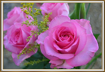 BEAUTIFUL ROSES, NATURE, ROSES, BEAUTIFUL HD wallpaper