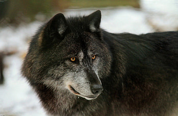 masked wolf, winter, dog, canis lupus, lone wolf, wolf, howling, snow, the pack, mythical, white, timber, wolves, grey, lobo, wisdom beautiful, grey wolf, wisdom, nature, canine, friendship, arctic, solitude, black, quotes, wolf pack, , wild animal black, wolfrunning, abstract, pack, majestic, howl, spirit, wolf HD wallpaper