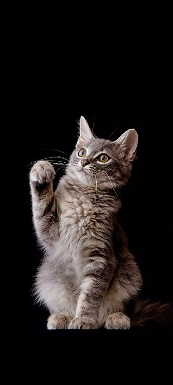 Cat, cute, grey HD phone wallpaper