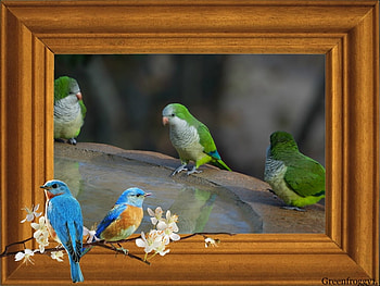 CUTE QUAKER PARROTS, BIRDS, PARROTS, CUTE HD wallpaper