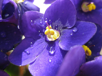 Plants, Flowers HD wallpaper