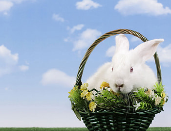 Rabbit, flowers, animals HD wallpaper