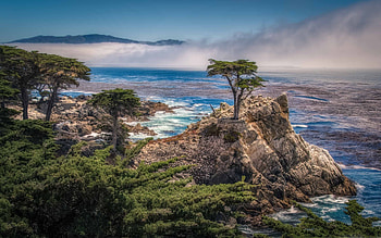 Monterey, Cypress Tree HD wallpaper
