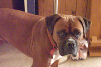 Must I ?, dog, animal HD wallpaper