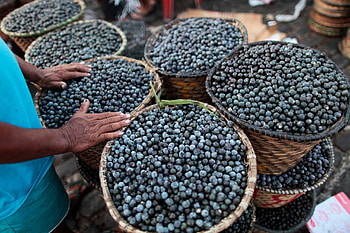 Acai FAQs, Common questions, Acai life, Superfood knowledge HD wallpaper