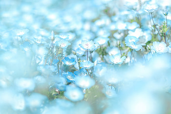 Blue Flowers Minimal , flowers HD wallpaper