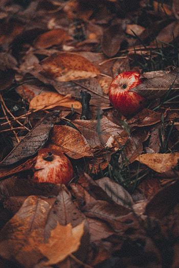 Food, Grass, Autumn, Leaves, Apples, Harvest HD phone wallpaper