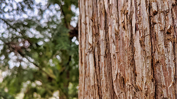 Trunk, Redwood tree HD wallpaper