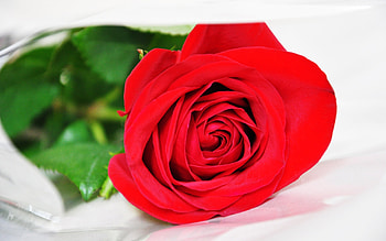 Plants, Flowers, Roses HD wallpaper