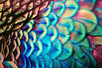 Close-up, Peacocks HD wallpaper