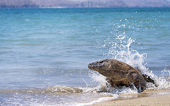 Komodo Island, Komodo dragon , Background HD wallpaper