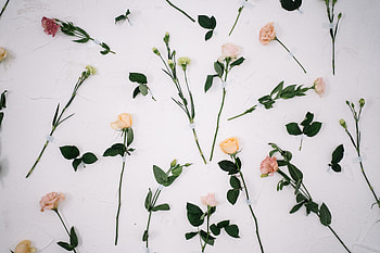 Pretty flowers, white, flowers, pretty, backgrounds, graphy HD wallpaper