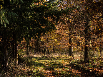 Nature, Trees, Autumn, Leaves, Beams, Rays, Forest HD wallpaper